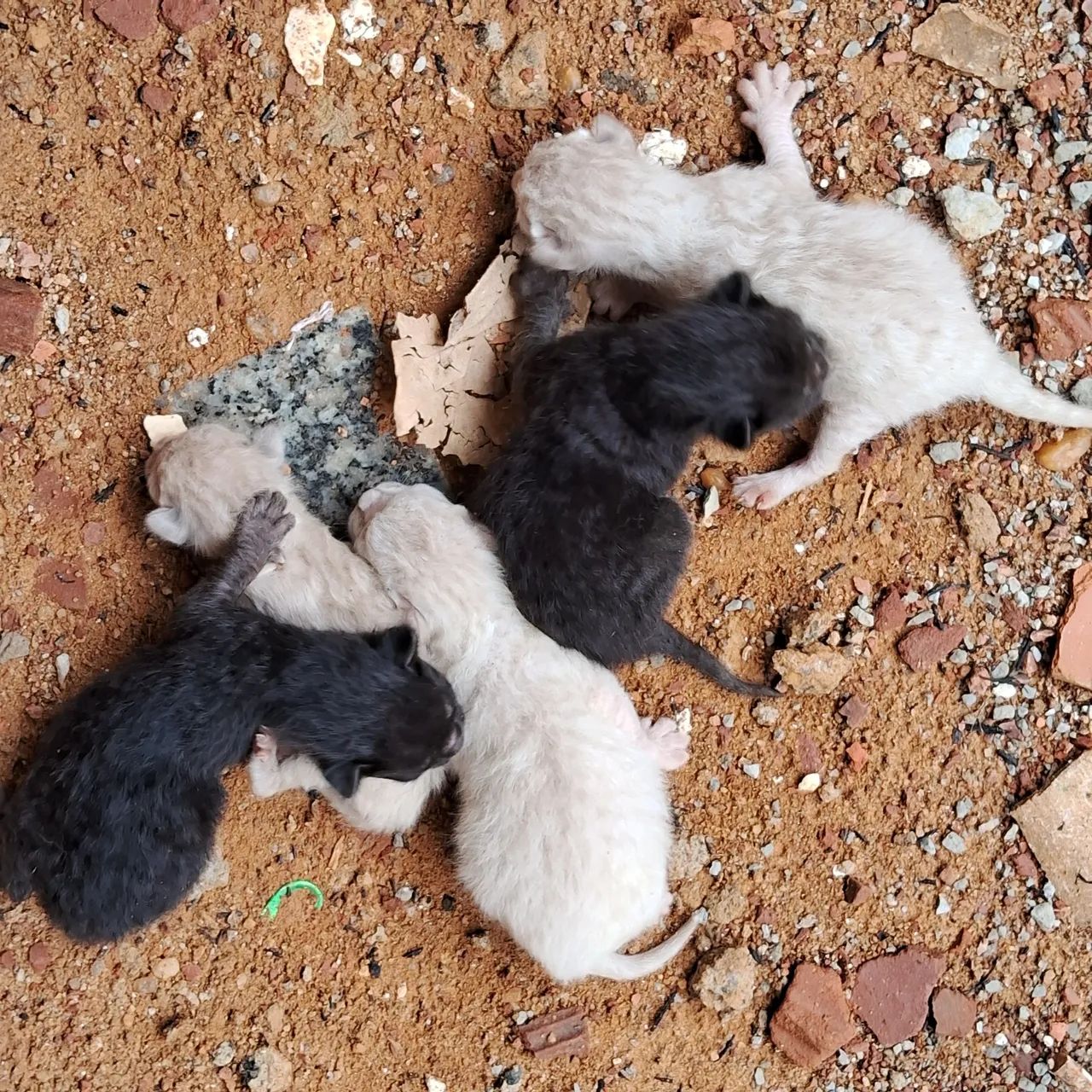  Doa-se  5  filhotes  de gato 2 preto 3 branco  - Foto 2
