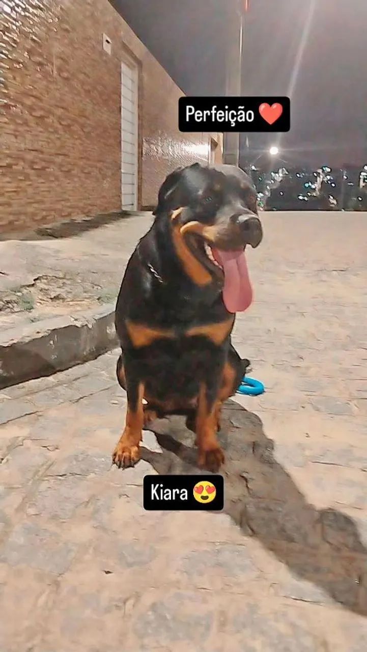 Cachorro  - Foto 4