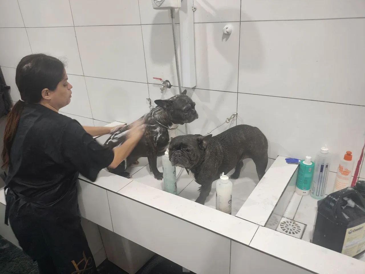 Pet Shop Banho e Tosa 