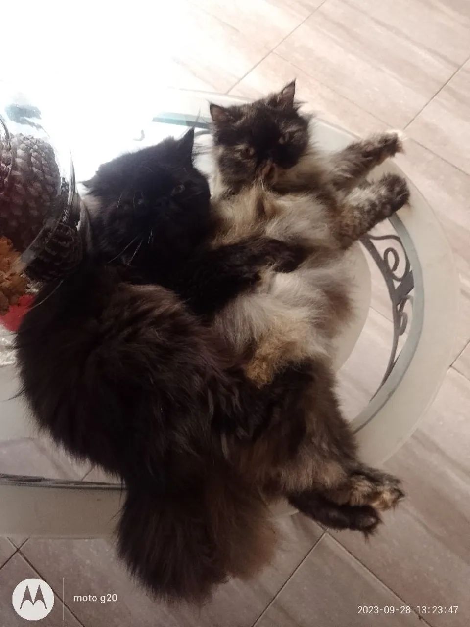 Filhotes de persa disponível! - Foto 4