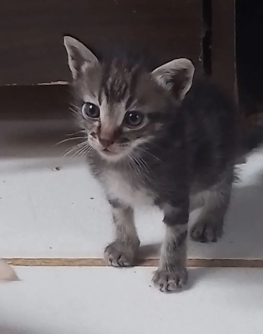 Gatinho macho pra doação  - Foto 2