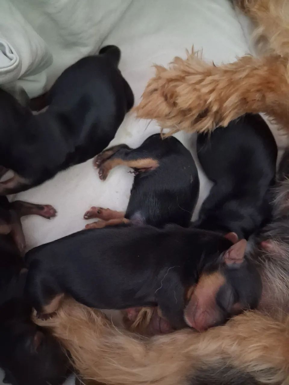Yorkshire Terrier  - Foto 3
