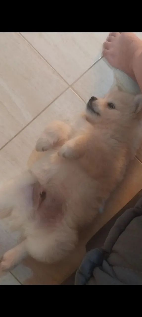 Filhote de chow chow puro - Foto 2