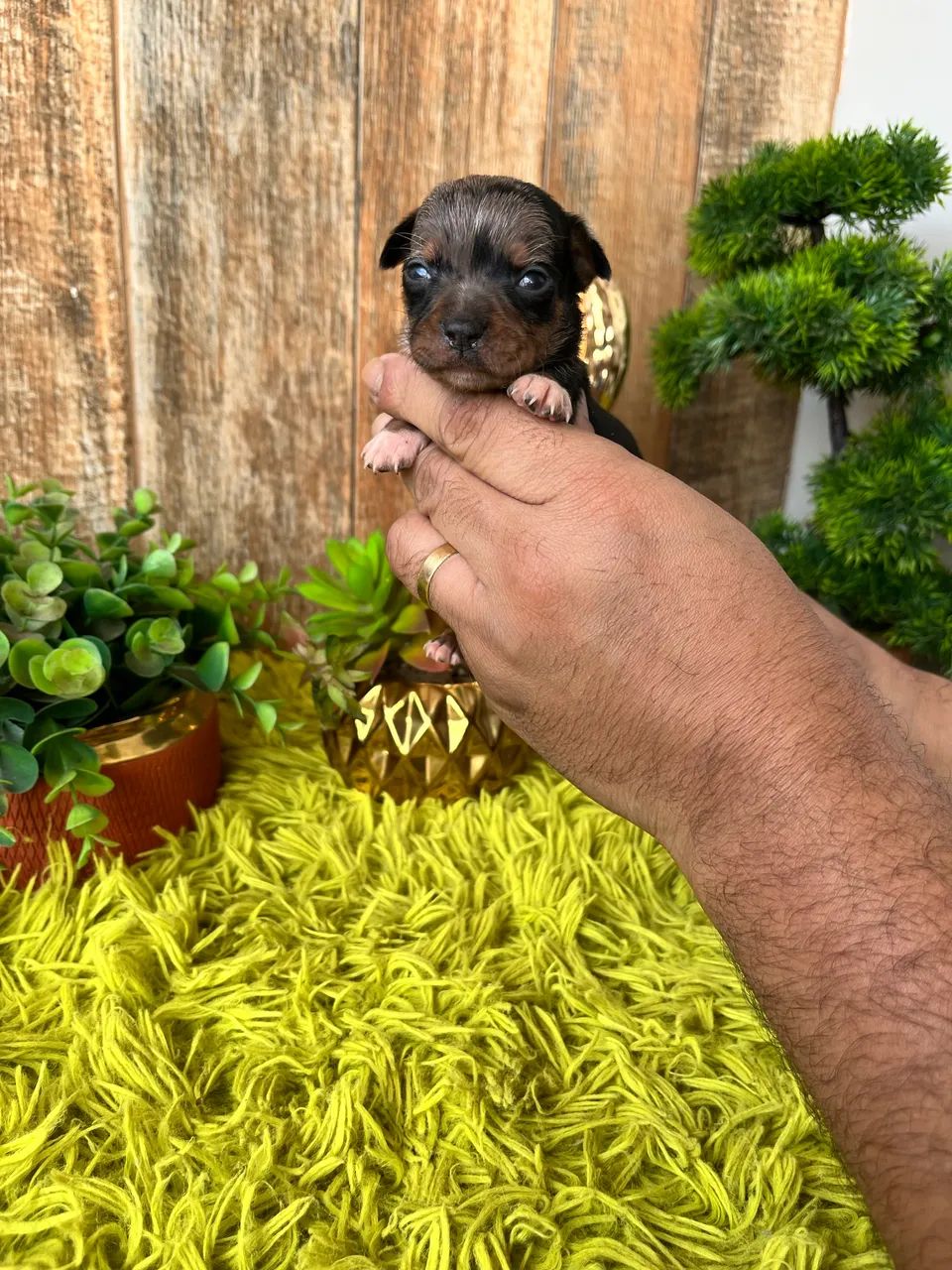Pinscher merle - Foto 2