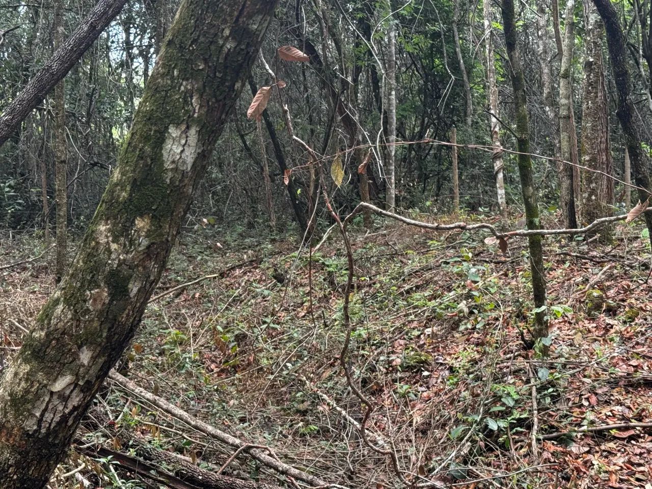 Chácara em Taquaraçu De Minas  - Foto 3