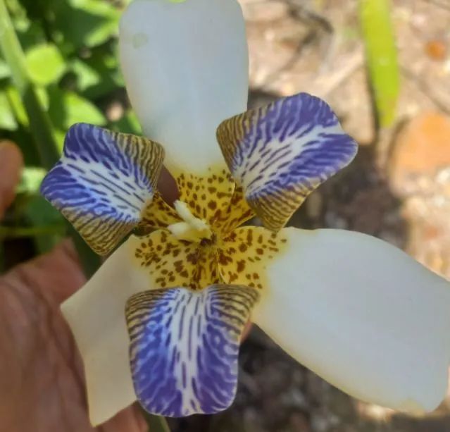 Muda de planta, íris-caminhante, flor dos apóstolos  - Foto 4
