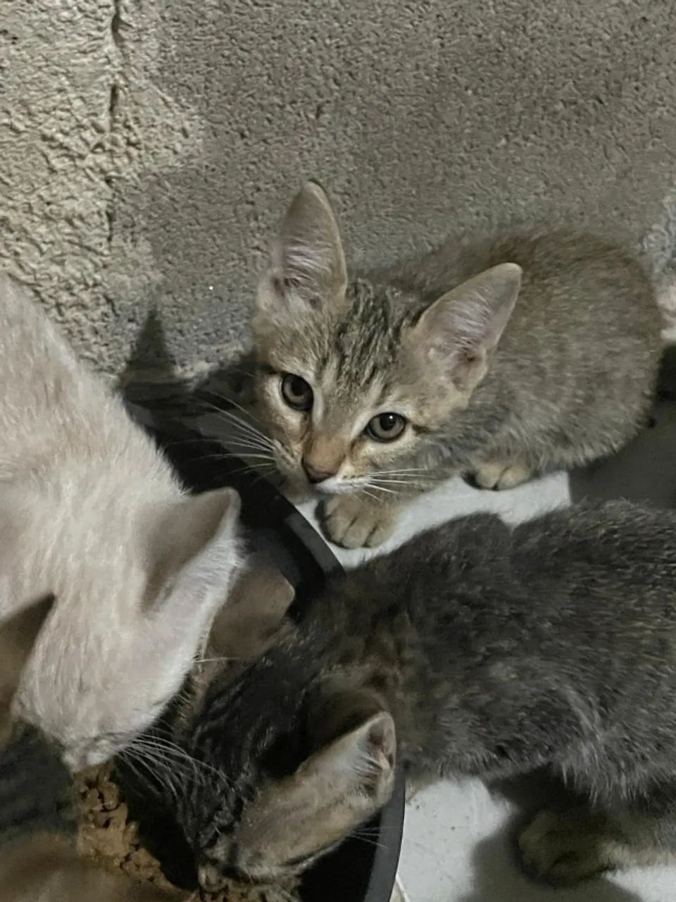 Gatas Para Adoção * - Foto 2