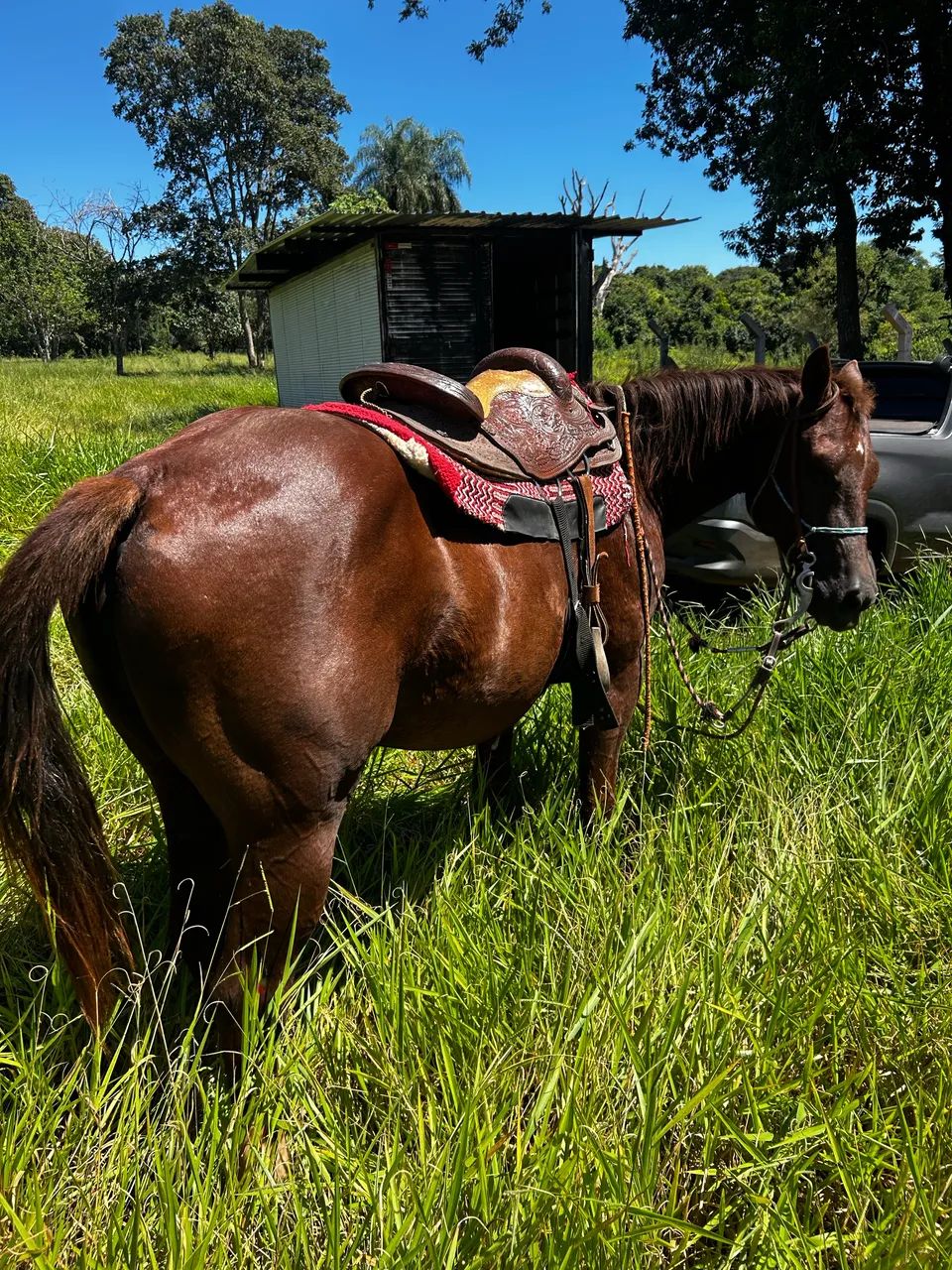 cavalo castrado  - Foto 2