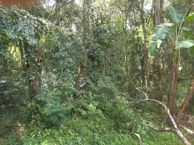 Vendo Chácara em Viana - Foto 12