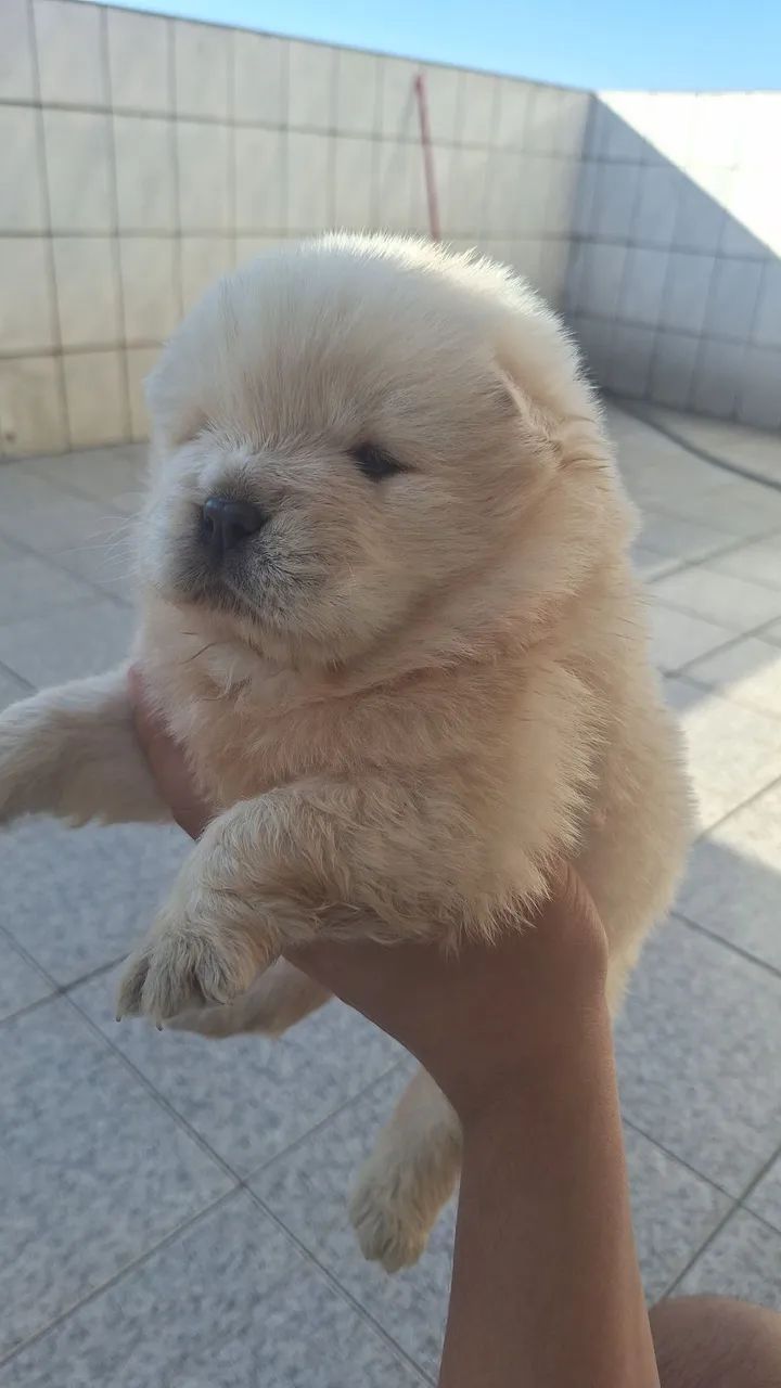Chow Chow - Foto 3