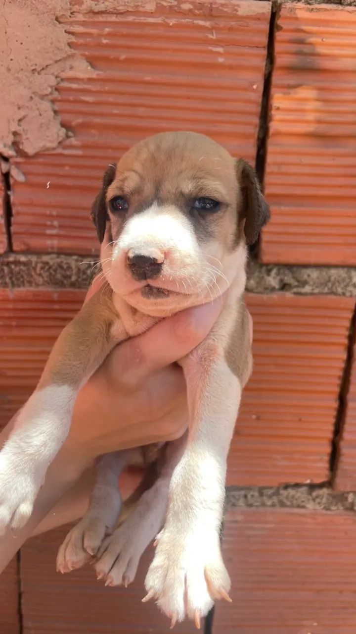 Cachorros  - Foto 2