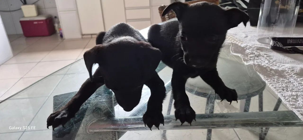 Vendo cão pitcher - Foto 2