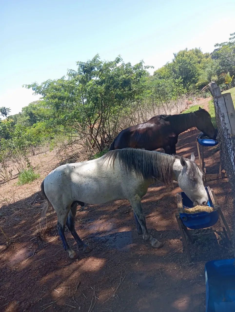 Vende-se cavalo inteiro bom de andar manso de tudo  - Foto 3