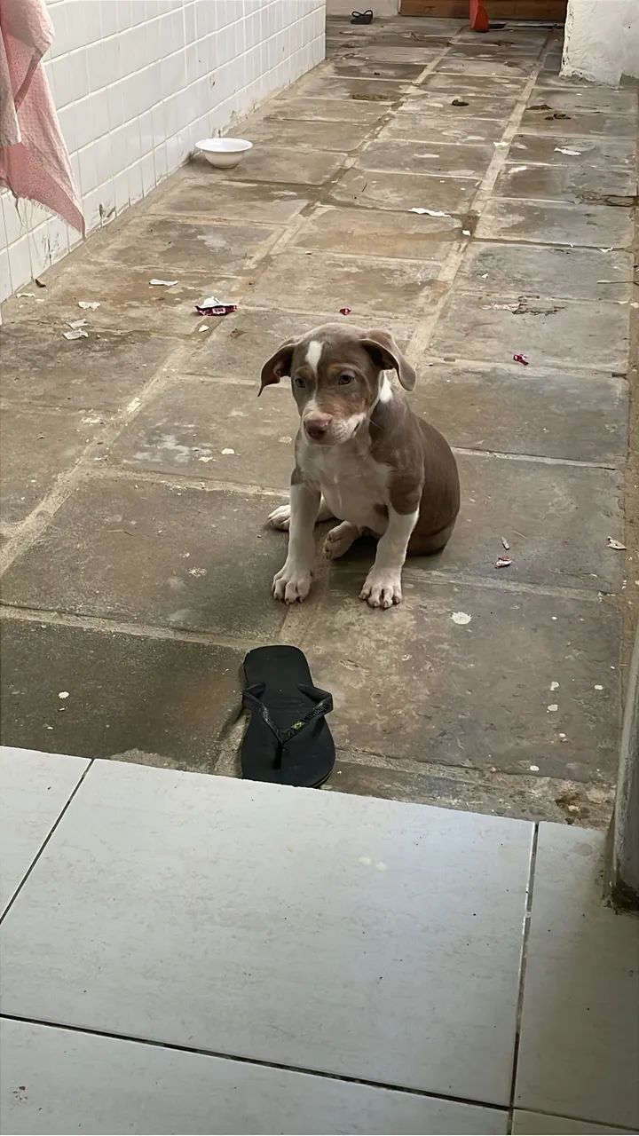 Filhote de Pitbull macho  - Foto 3