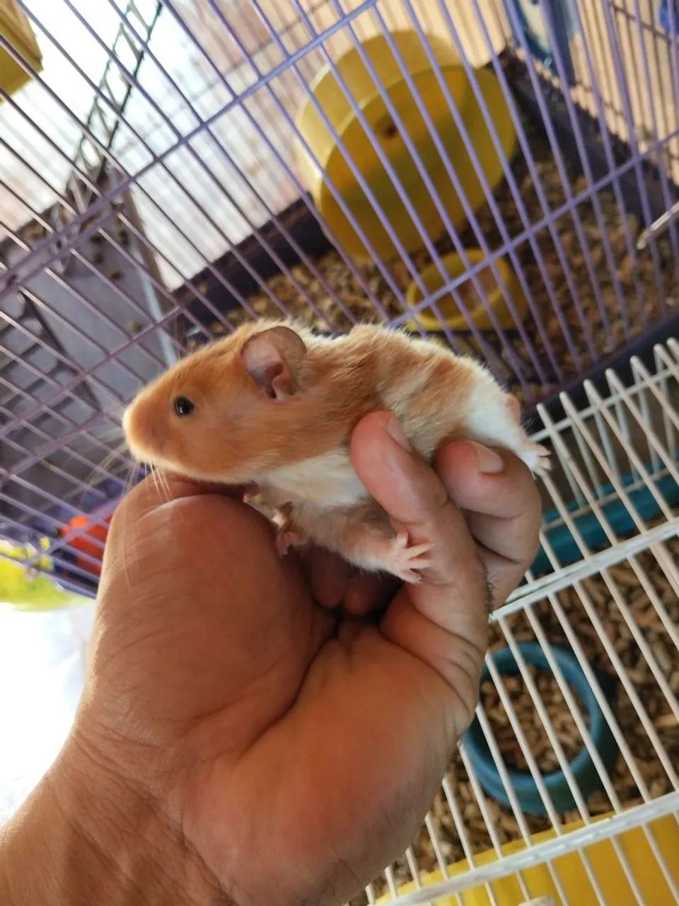 Hamster disponível  - Foto 2