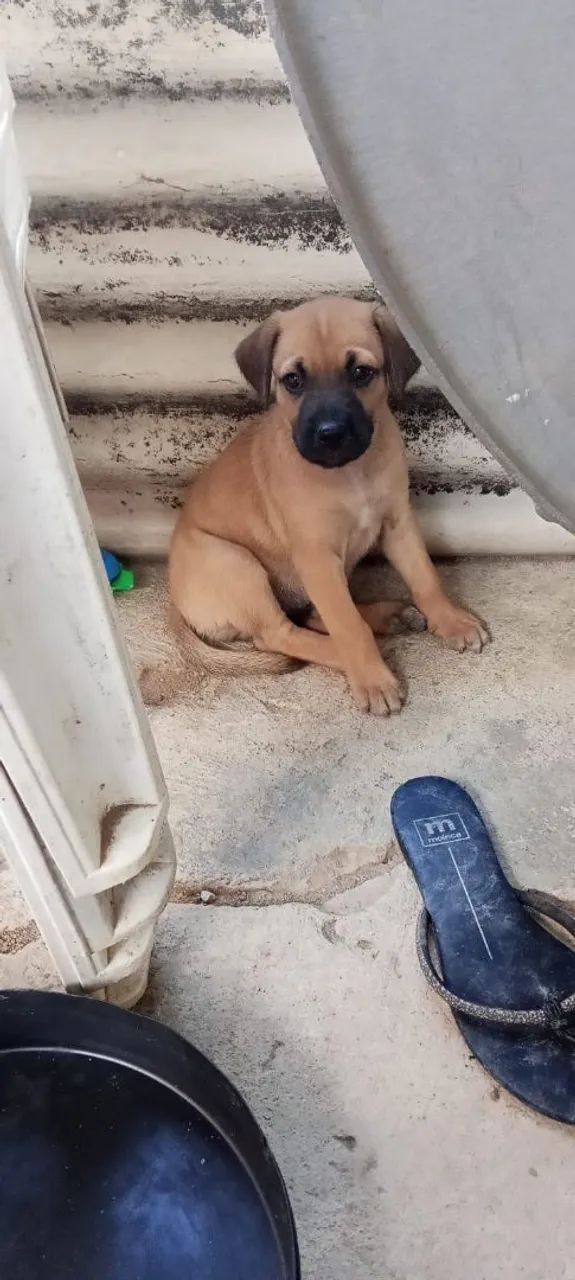 Cachorros filhotes Doar - Foto 2
