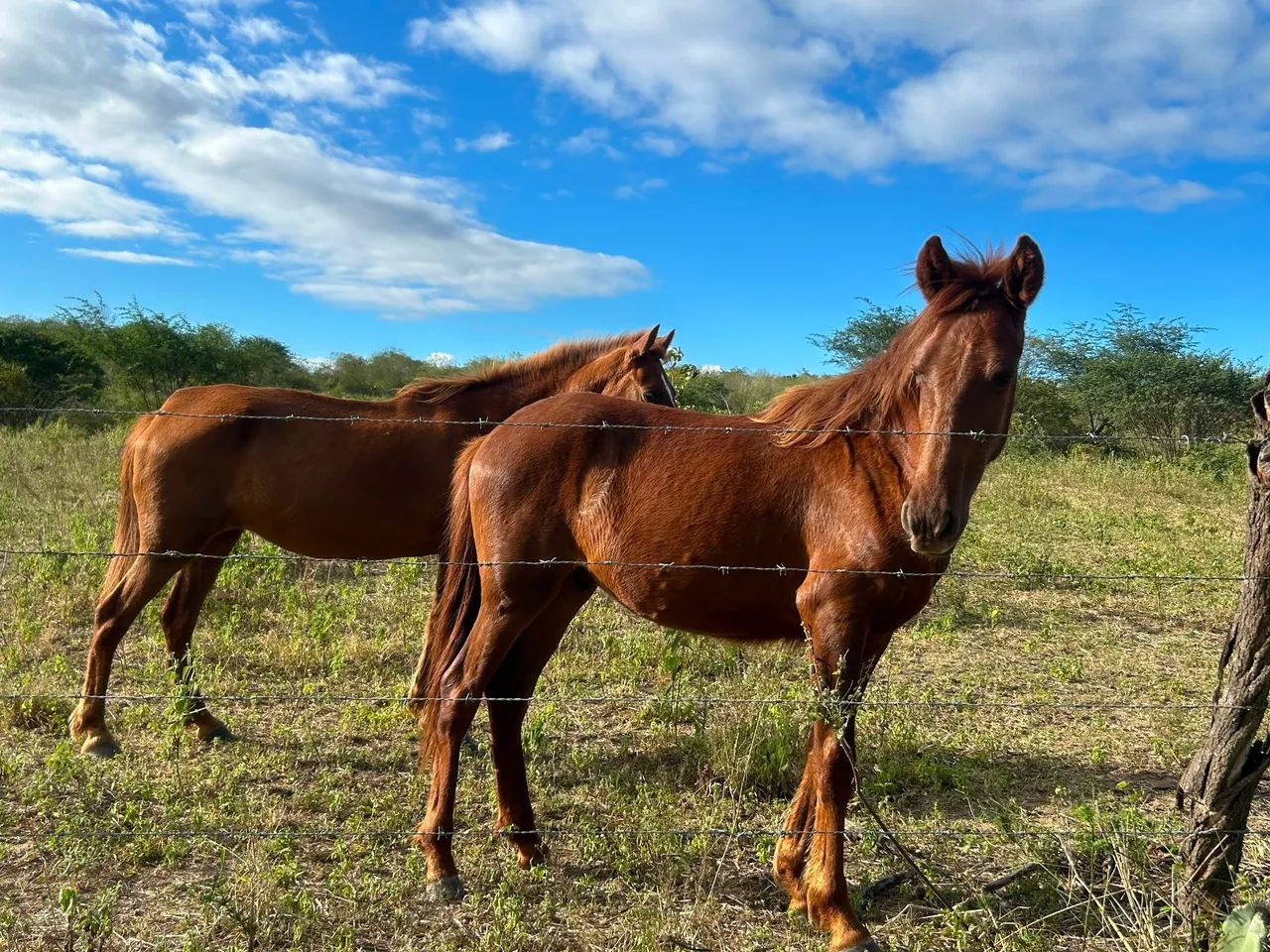 Mãe e filho  - Foto 5