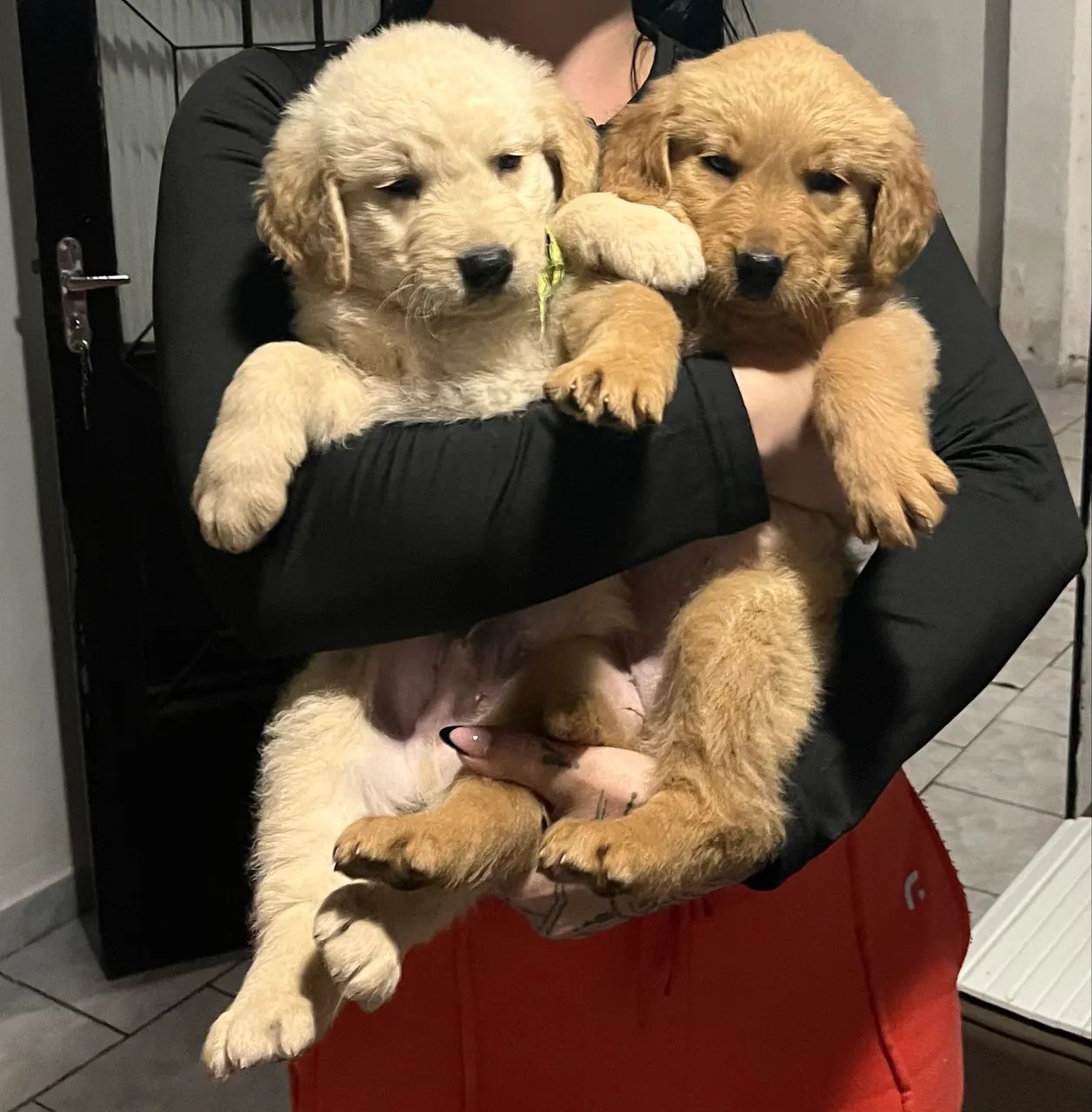 Golden retriever filhote  - Foto 4