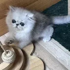 Gato Persa Mini Ursinho