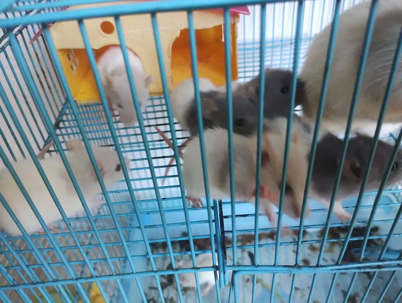 Rato Twister  - Foto 3