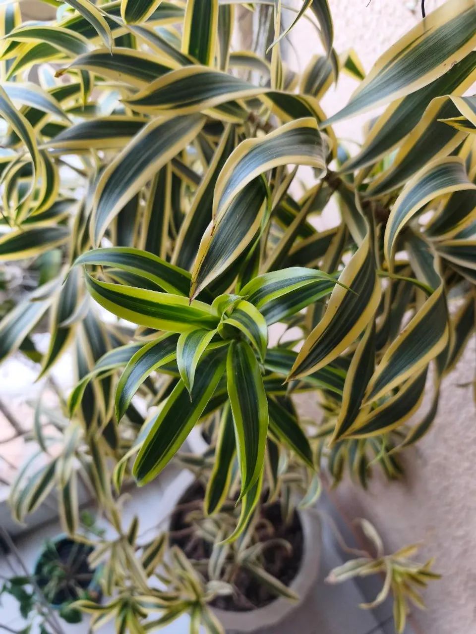 Pleomele (Dracena reflexa)