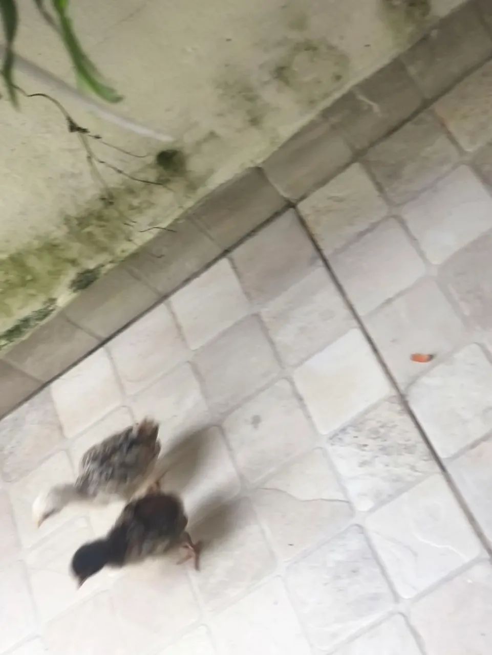 Pintinho Orpington - Foto 5