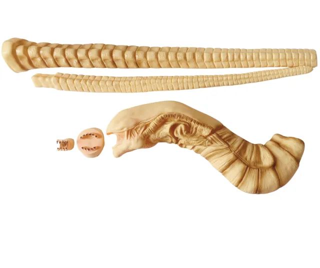 Alien Chestburster 1/1 Skynet Aoshima - Foto 3