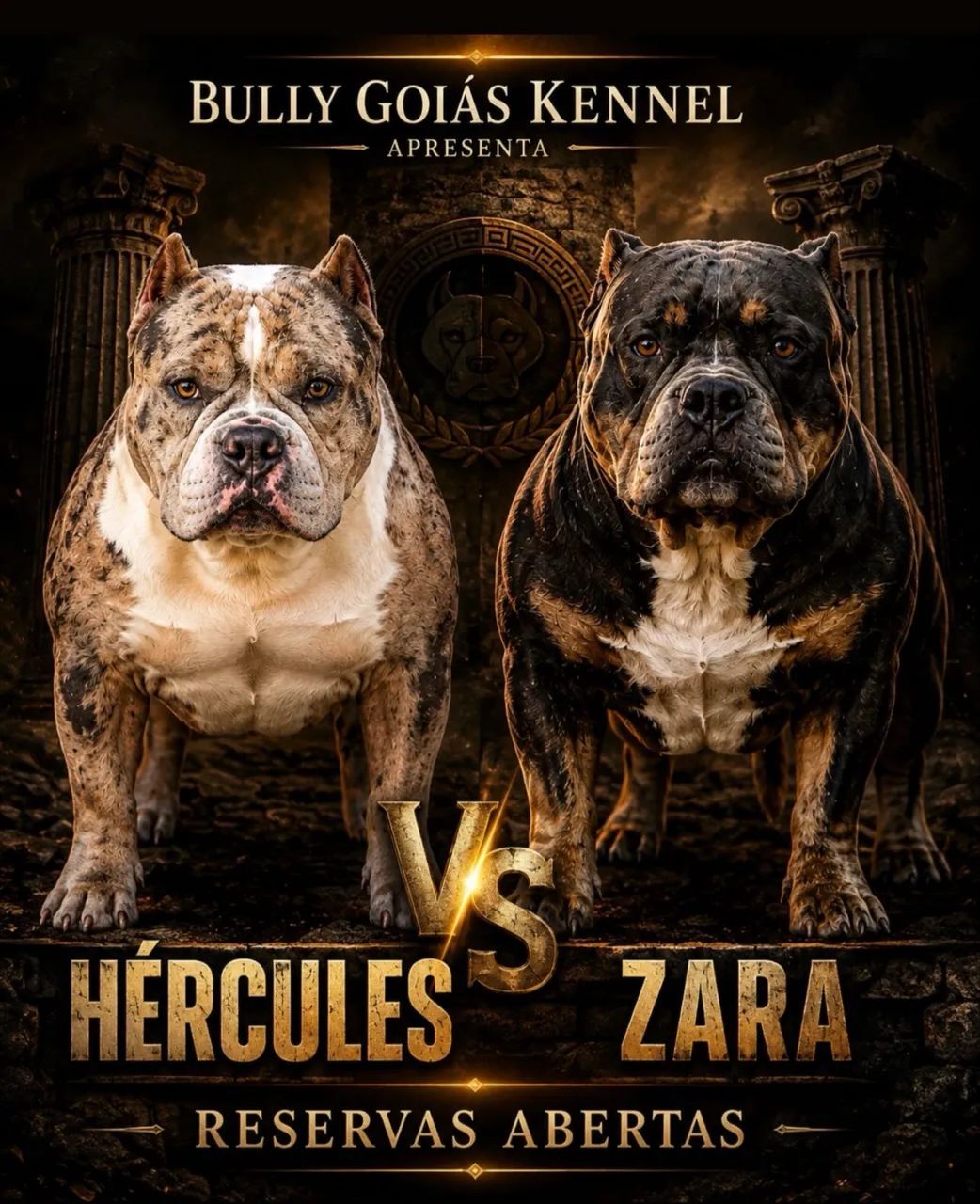 Américan Bully 