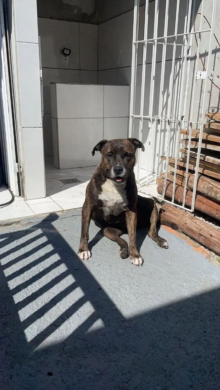 Doação cachorras - Foto 2