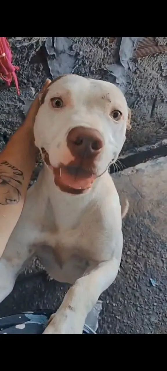 Doação de Pit Bull  - Foto 3
