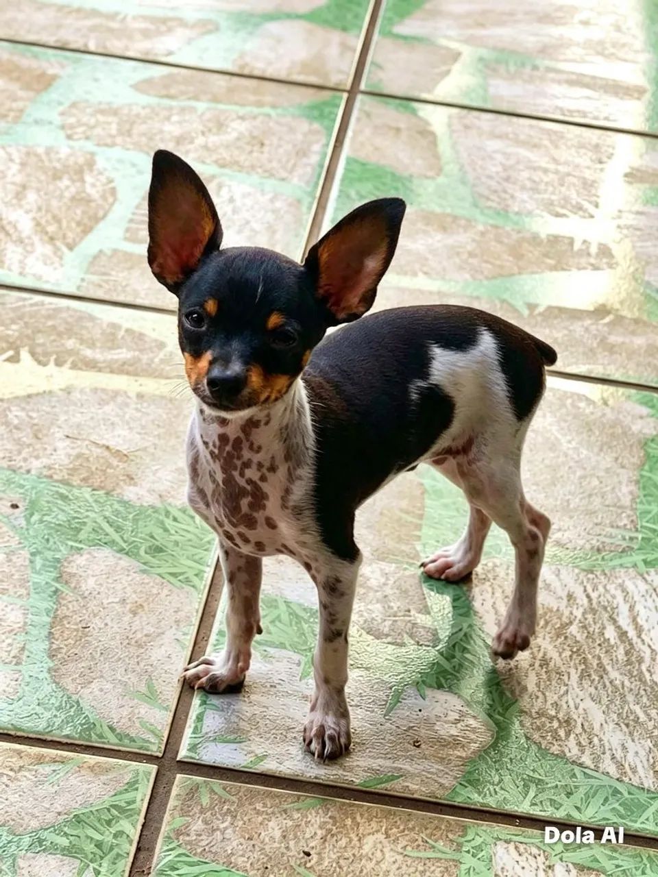 PINSHER