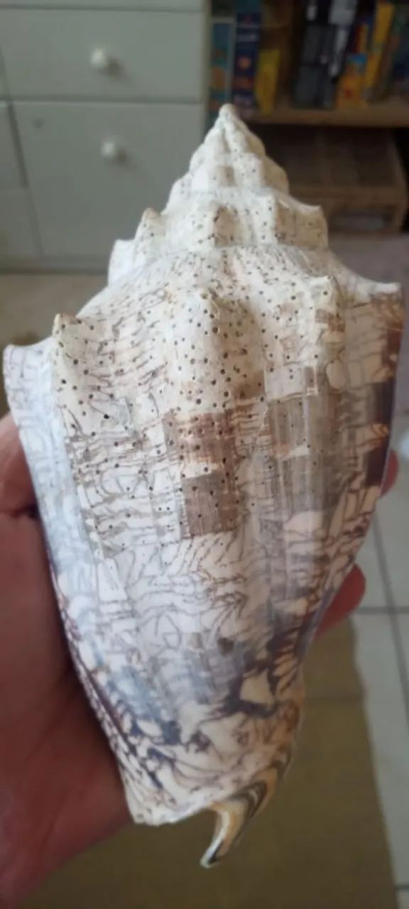 Concha de lesma gigante - Foto 3