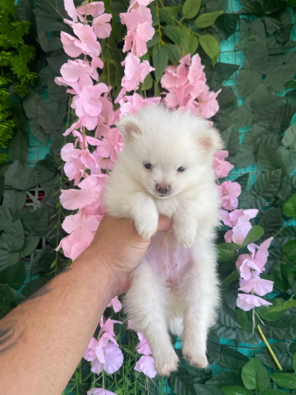 Spitz Alemão - Lulu da Pomerania - 12 x  - Foto 4