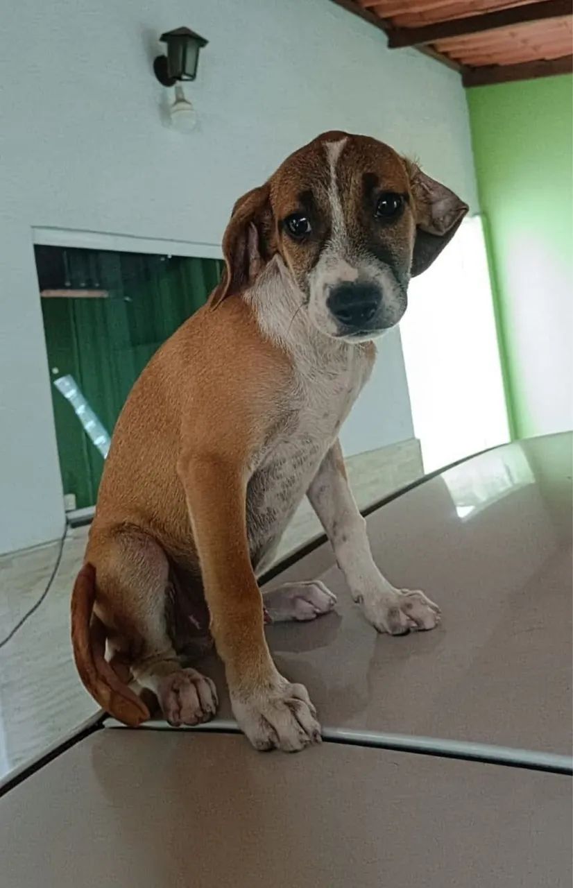 Cachorro vira-lata adoção 