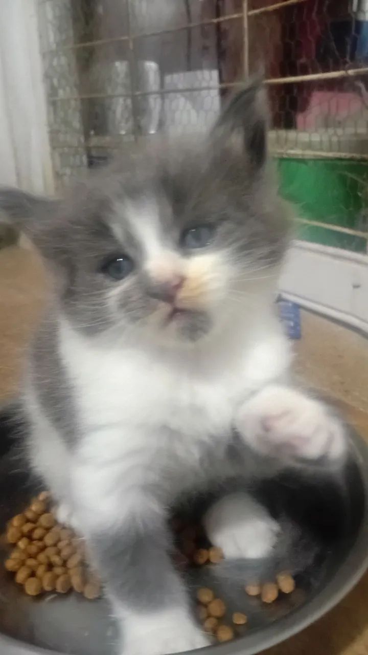 Lindos Filhotes de gato Raça Maine  - Foto 2