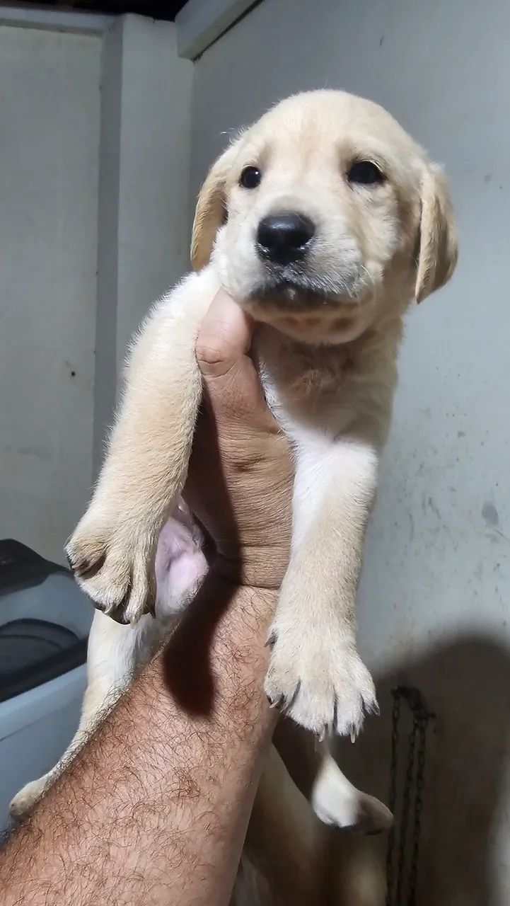 Filhote de labrador Retrivier  - Foto 6