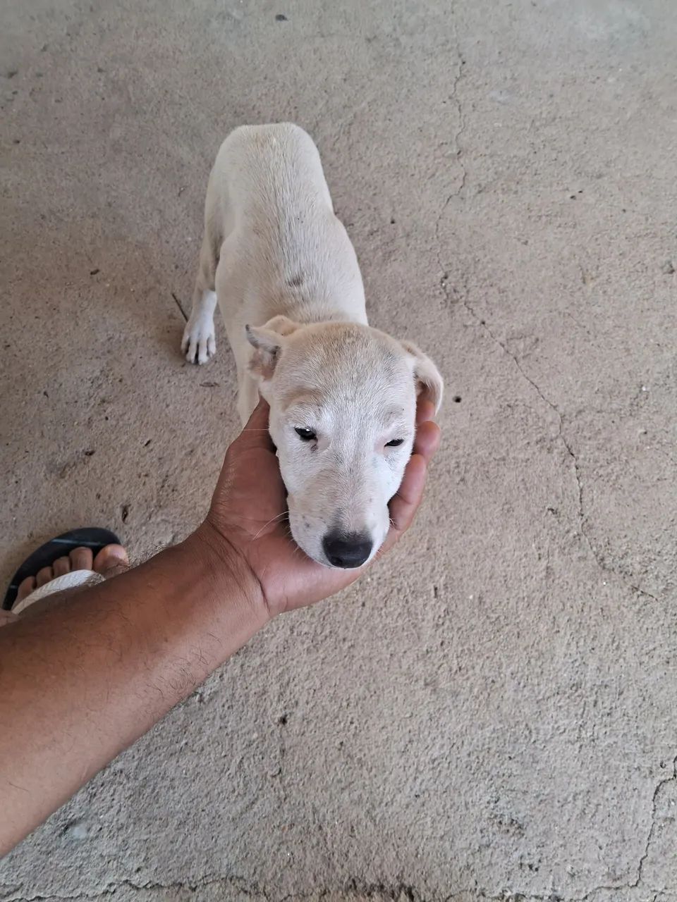 Doação de cachorro  - Foto 3
