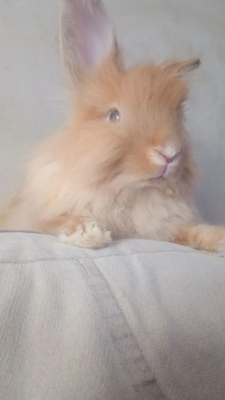 Mini Coelho ted