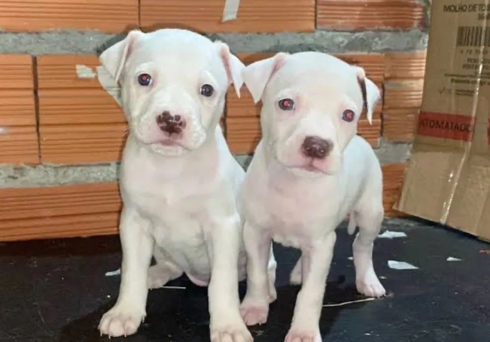 Doação de pitbull