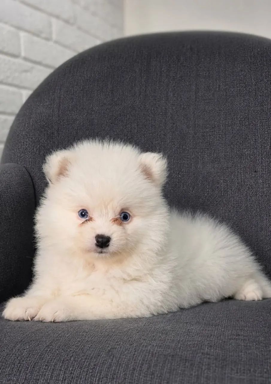 Pomsky mini husky  - Foto 5