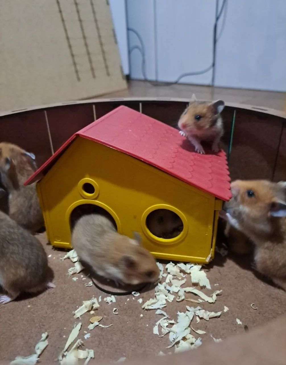 Filhotes de Hamster-sírio  - Foto 6