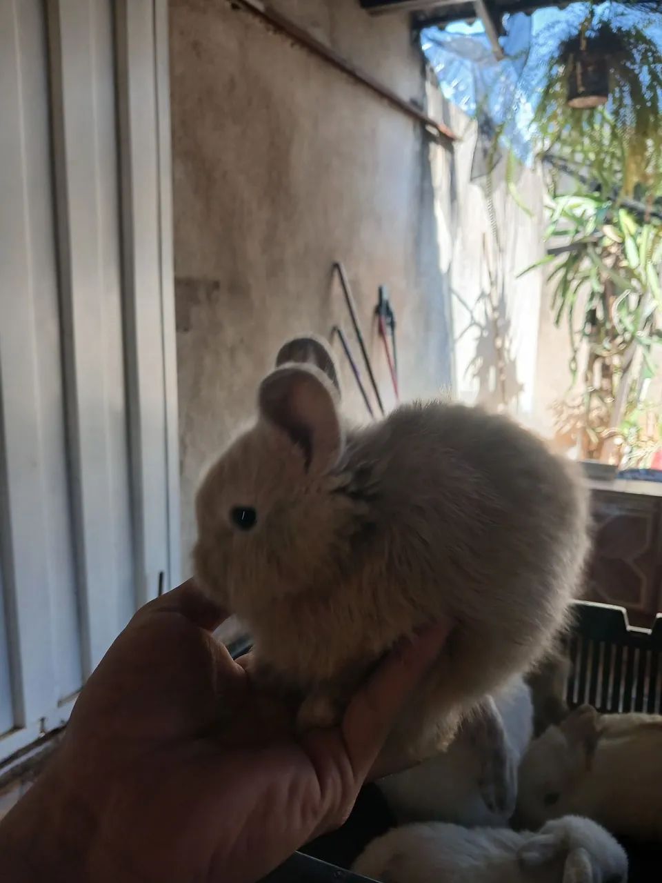 Gaiola, hamster, coelhos - Foto 2