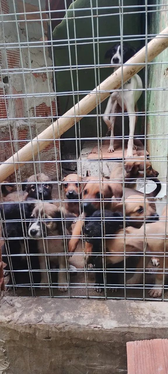 Filhotes de cachorro  - Foto 2