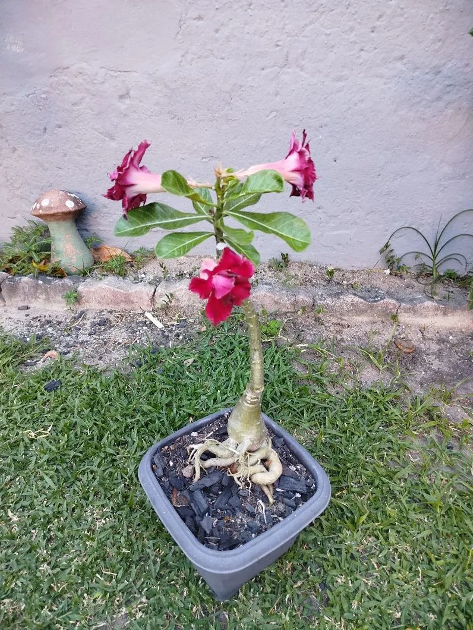 Rosa do Deserto  - Foto 5