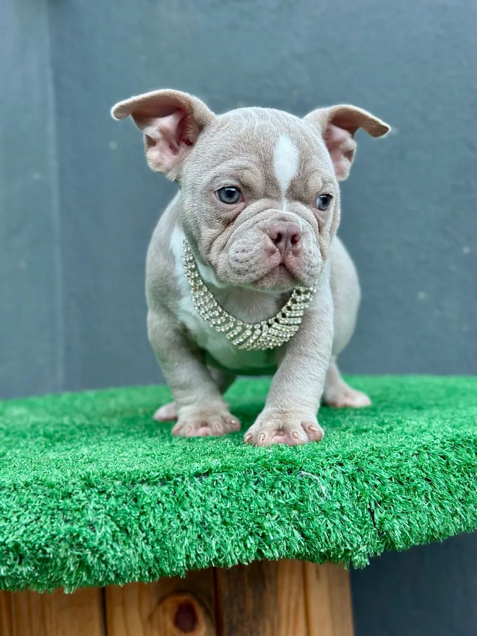 AMERICAN BULLY MICRO - FÊMEA  - Foto 3