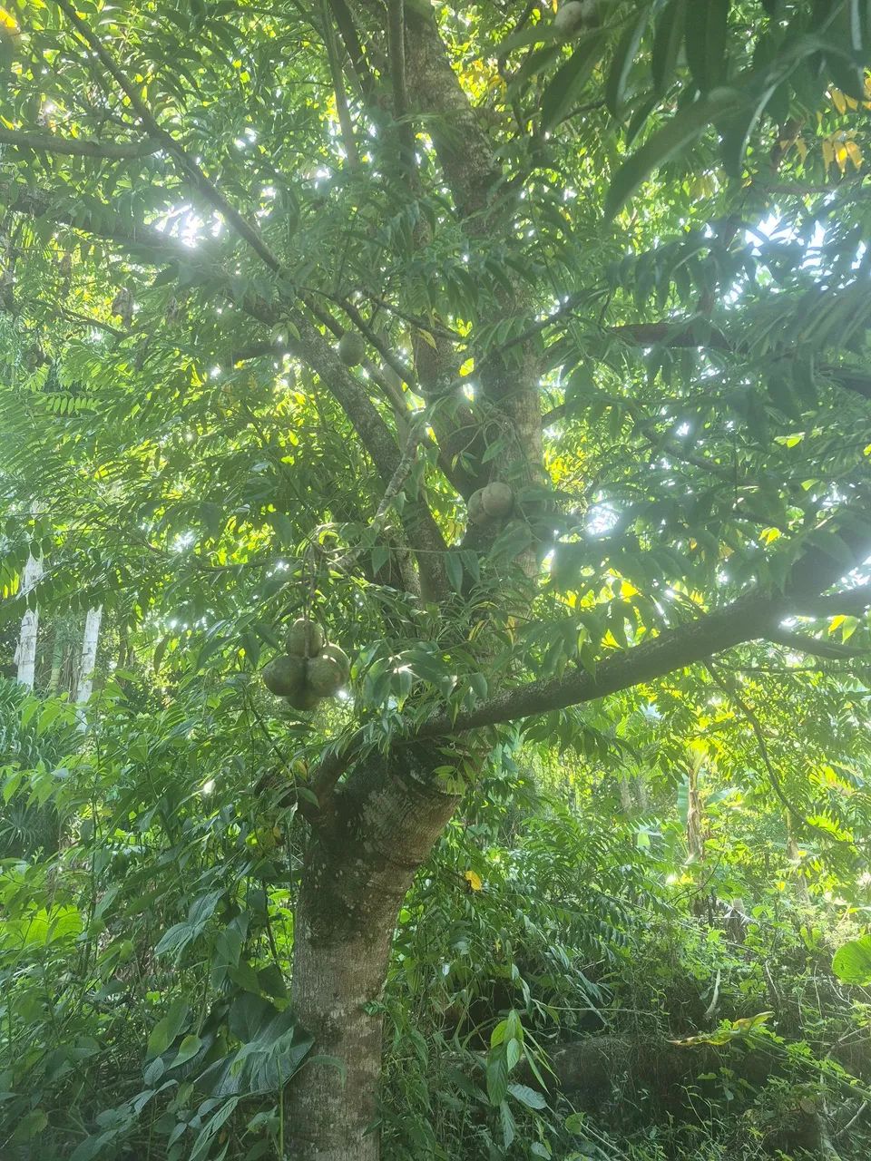 Casa com terreno grande  - Foto 4