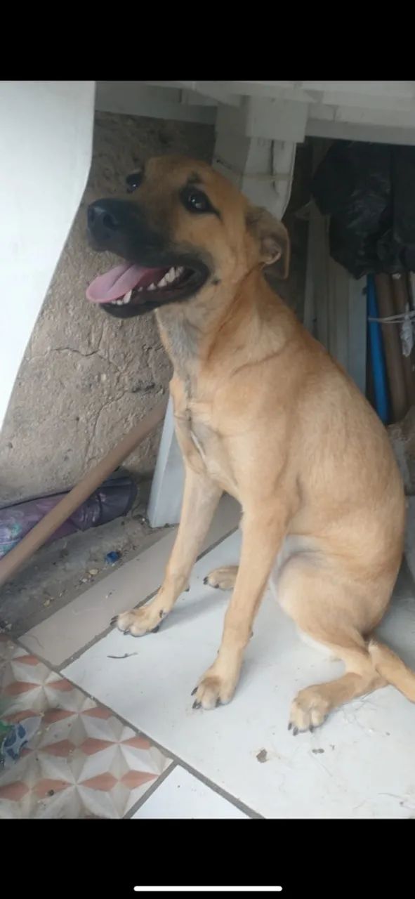 Doa se cachorra  - Foto 2