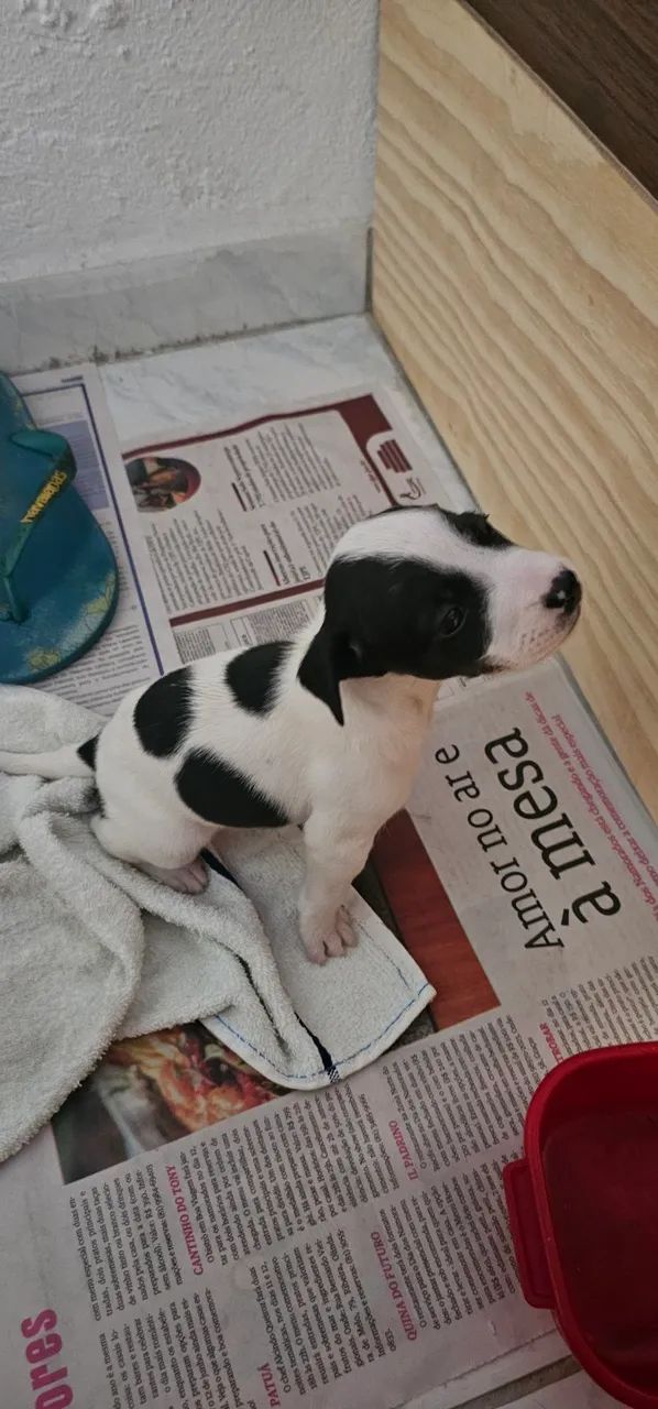 Doação cachorro - Foto 5
