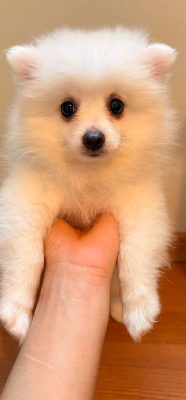 SPITZ ALEMÃO 
