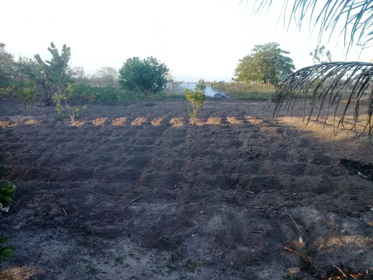 Sítio com plantas é casa bem estruturada. - Foto 5
